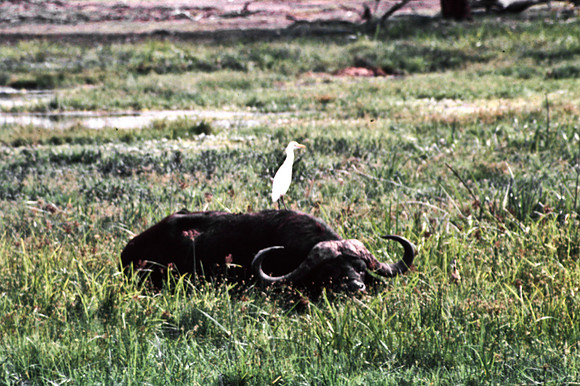 55397_SL_COLOR_BUFFALO_WILDBEAST_KILIMANJARO_KENYA_AFRICA_1989_9