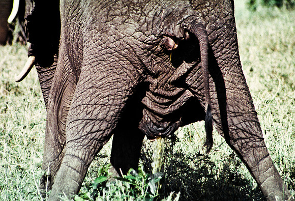 55393_SL_COLOR_ELEPHANTS_MASAI_KENYA_AFRICA_1989_3