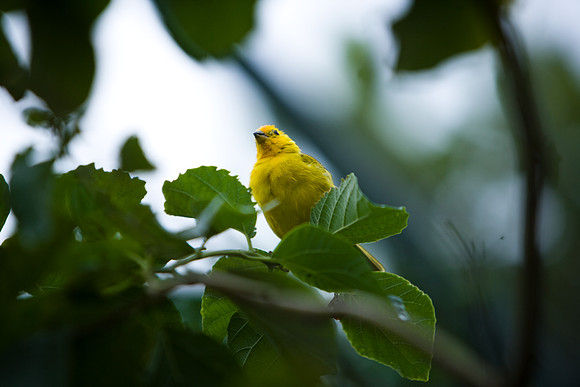 85548_ZV4N_7462-251_Miami_To_Sanibel_Island_FL_USA_Sanibel_FL_USA