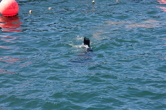 20080904_DVD25_DG_USA_Los_Olivos_CA_20080904_DVD25_DG_USA_California_Coast_CA_4793_full_blead
