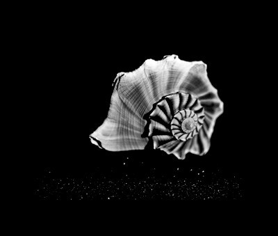 42433_FM_4X5_BW_MUREX_SHELLS_FL_04_11