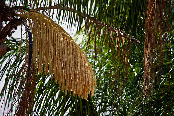 3001_Fisher_Coconut_Trees_Miami_FL5L8Y2390