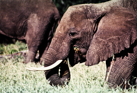 55393_SL_COLOR_ELEPHANTS_MASAI_KENYA_AFRICA_1989_1