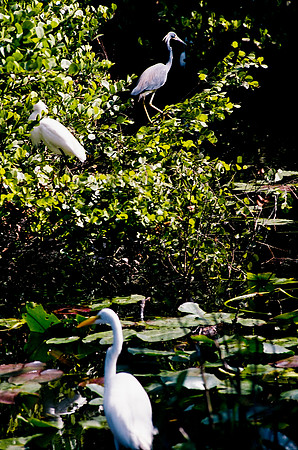 84694_EVERGLADES 33940__Azuley-R6-35A