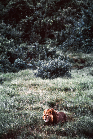 55458_SL_COLOR_LIONS_ABERDEN_KENYA_AFRICA_1989_18