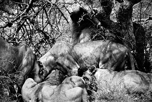 55444_SL_COLOR_LIONS_SUMBURU_KENYA_AFRICA_1989_18