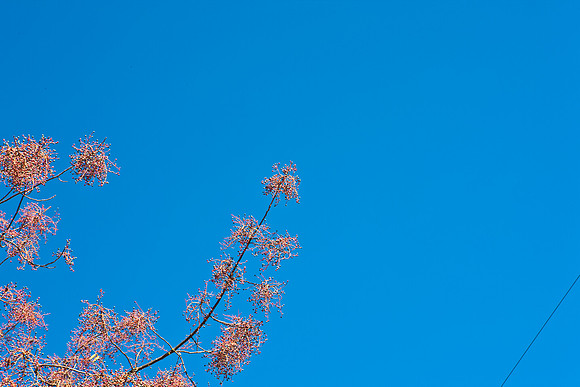 0024_DG_Yountvile_Napa_CA_USA_20095L8Y0089