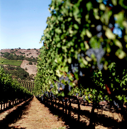 6038_FILM_COLOR_LR_05_USA_CA_3.jpg