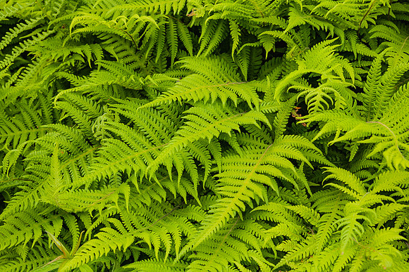 20060628_Maine_ZV4N1130