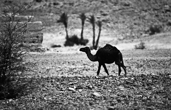 3199_SL_COLOR_RISSANI_MAROCCO_II_1998_18