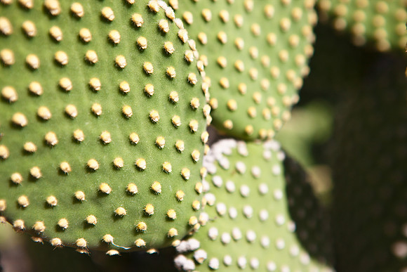 0031_La_Arizona_5L8Y5262
