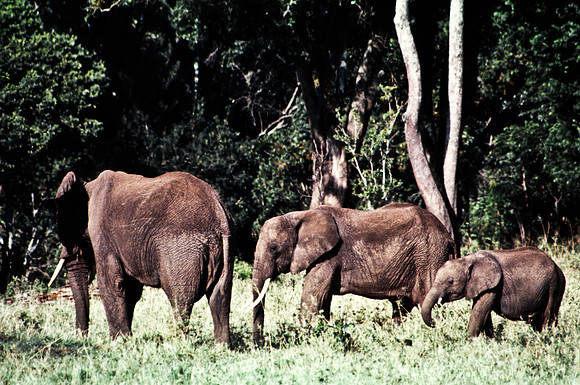 55393_SL_COLOR_ELEPHANTS_MASAI_KENYA_AFRICA_1989_9