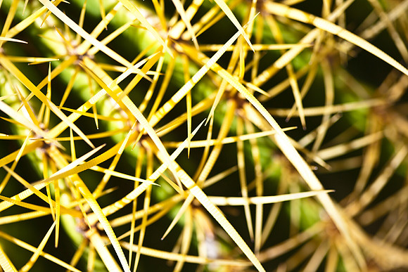 0031_DG_Cactus_Scottsdale_AZ_USA_2009_5L8Y5175