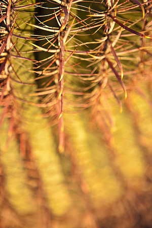 0031_La_Arizona_5L8Y5122