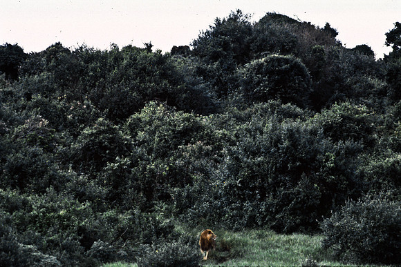 55458_SL_COLOR_LIONS_ABERDEN_KENYA_AFRICA_1989_11