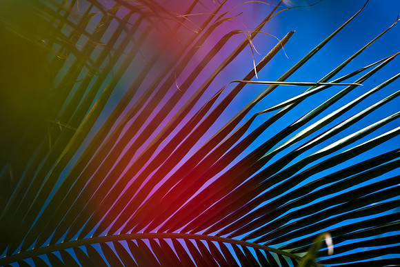 3001_Fisher_Flowers_Miami_FL5L8Y2380