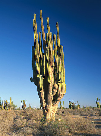 4000_20080719_ADS_Mexican_Landscape_Mexico_P081