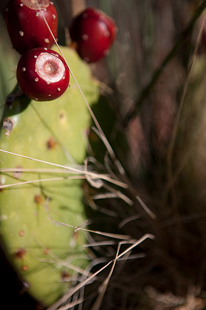 20080916_DVD57_DG_USA_Sedona_7501_full_blead