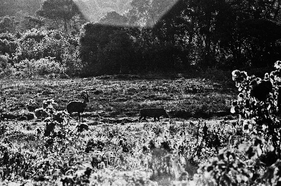 B3_82001_BW_194_New_Safari_Lion_Track_Africa_89_22