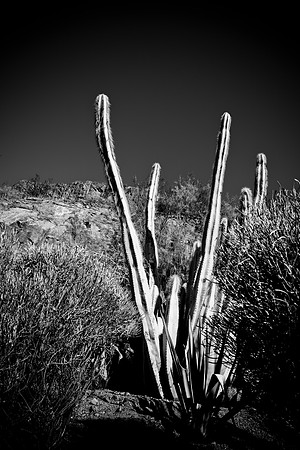 0031_DG_Cactus_Scottsdale_AZ_USA_2009_5L8Y5213