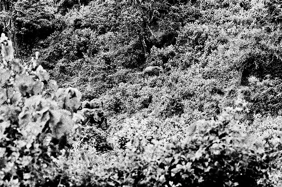 B3_82001_BW_194_New_Safari_Lion_Track_Africa_89_10