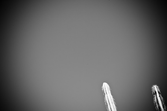 0031_La_Arizona_5L8Y5221