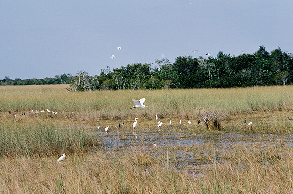 84694_EVERGLADES 33936__Azuley-R4-6A