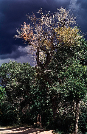 37865_B15_SL_COLOR_TAOS_NM_97_20.jpg