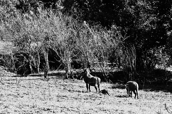 B3_82003_BW_194_New_Sarengety_Africa_89_6