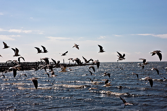 0036-NEW_ORLEANS_TO_PANAMA_CITY_BEACH_5L8Y1186