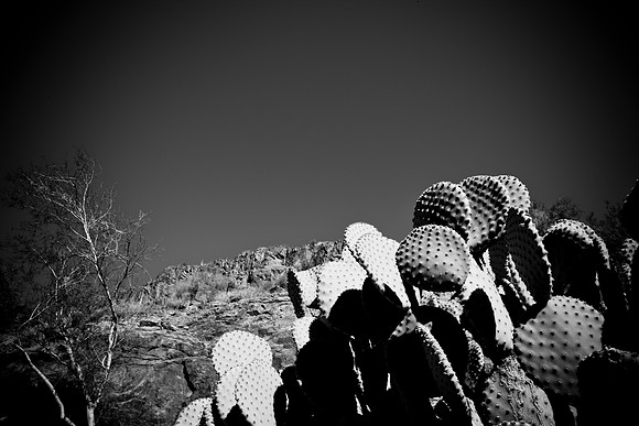 0031_DG_Cactus_Scottsdale_AZ_USA_2009_5L8Y5208