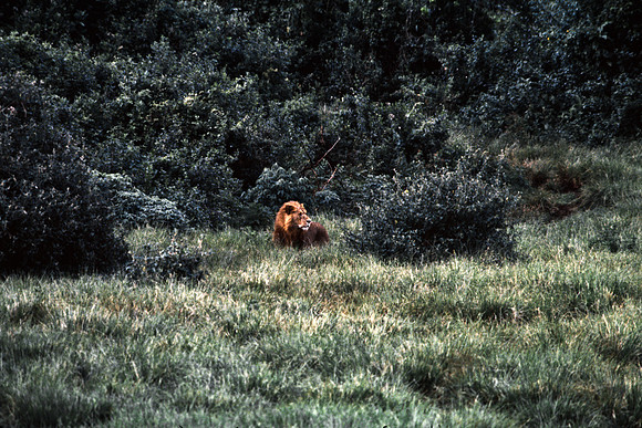 55458_SL_COLOR_LIONS_ABERDEN_KENYA_AFRICA_1989_14