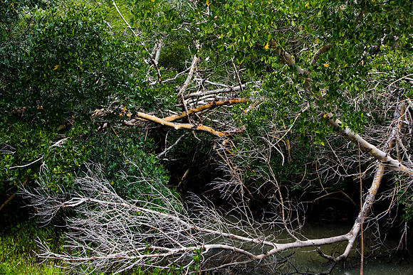 85531_20080322-ZV4N7378_Miami_To_Sanibel_Island_Florida_Everglades_FL_USA