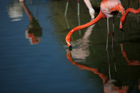 4975_DG_Fisher_Flamingos_Miami_FL_2010_IMG_0011
