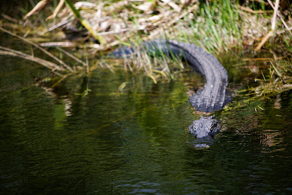 84673_ZV4N_1380_Everglades_Shark_Valley_FL_USA
