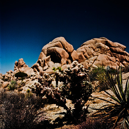 2334_FM_COLOR_JOSHUA_TREE_CA_02_7.jpg