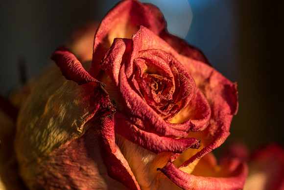 20140722_Roses_Dry_Studio_Shots_CG3P0318