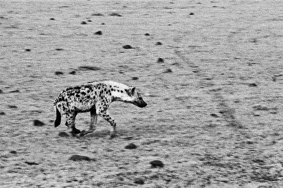 B3_82003_BW_194_New_Sarengety_Africa_89_3
