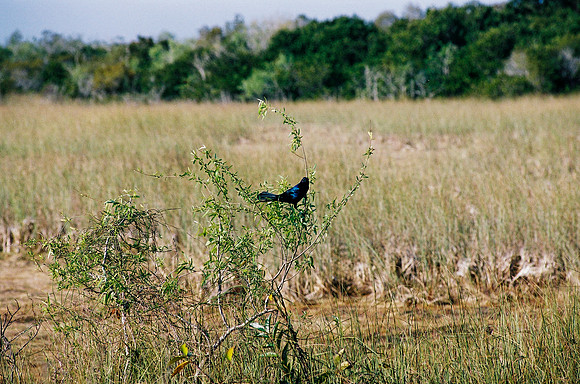 84694_EVERGLADES 33939__Azuley-R7-16A