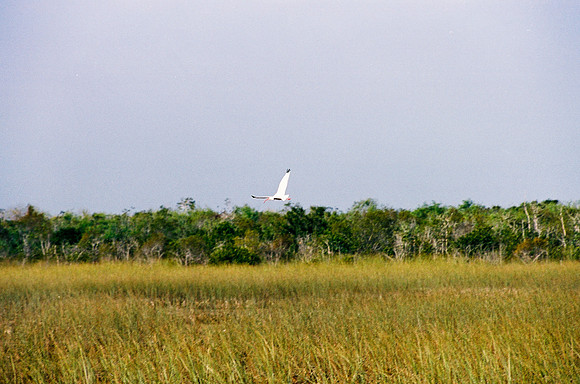 84694_EVERGLADES 33939__Azuley-R7-24A