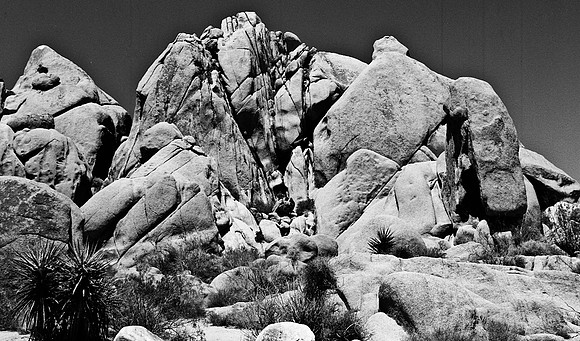 2335_FM_BW_SQ_JOSHUA_TREE_CA_02_1.jpg