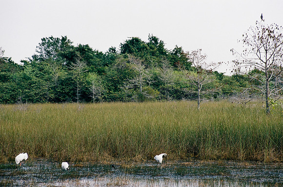 84694_EVERGLADES 33942__Azuley-R8-29