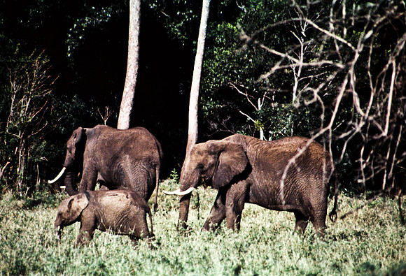 55393_SL_COLOR_ELEPHANTS_MASAI_KENYA_AFRICA_1989_13