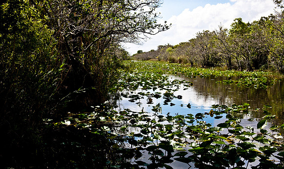2527_EVERGLADES_MIAMI_FLORIDA_AOM_20090315__A0M1225