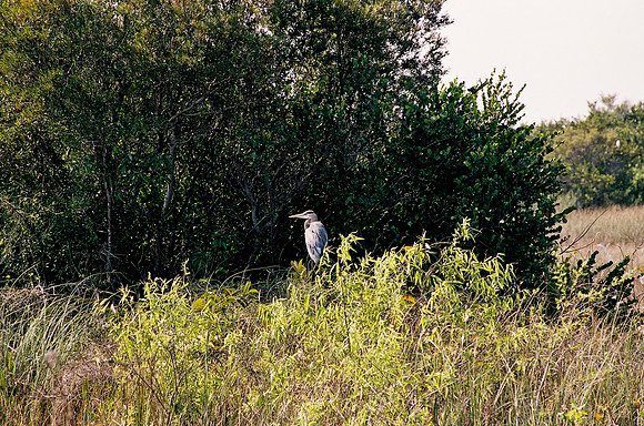 84694_EVERGLADES 33940__Azuley-R6-3A