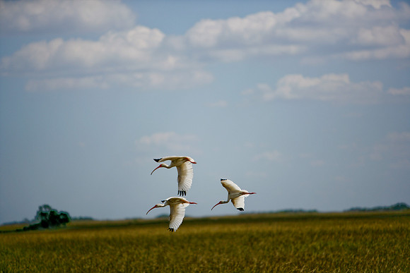 84673_ZV4N_1440_Everglades_Shark_Valley_FL_USA