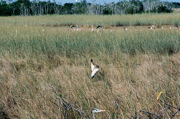 84694_EVERGLADES 33941__Azuley-R4-2A
