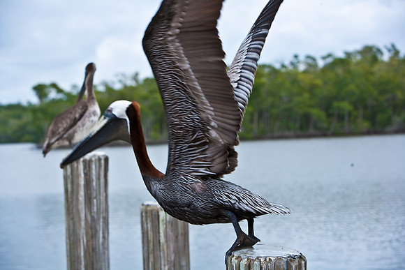 84681_ZV4N_7995_FL_USA_2008