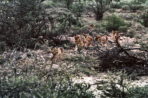 55448_SL_COLOR_LIONS_SUMBURU_KENYA_AFRICA_1989_9