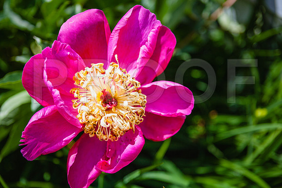 20060628_Maine_ZV4N1068